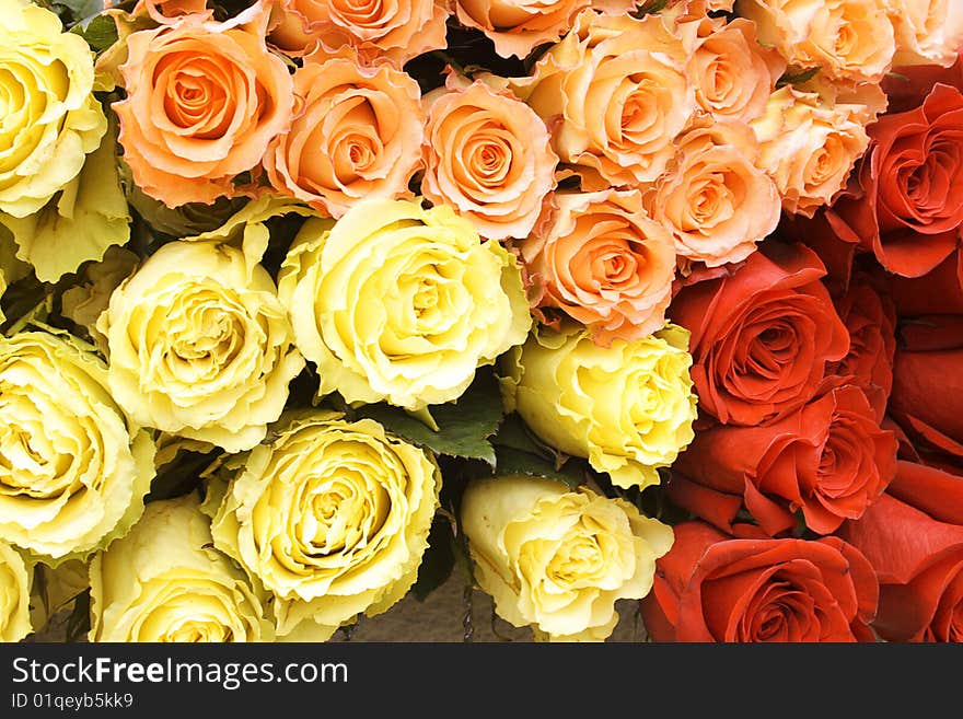 The buds of red, yellow and orange roses photographed close up. The buds of red, yellow and orange roses photographed close up