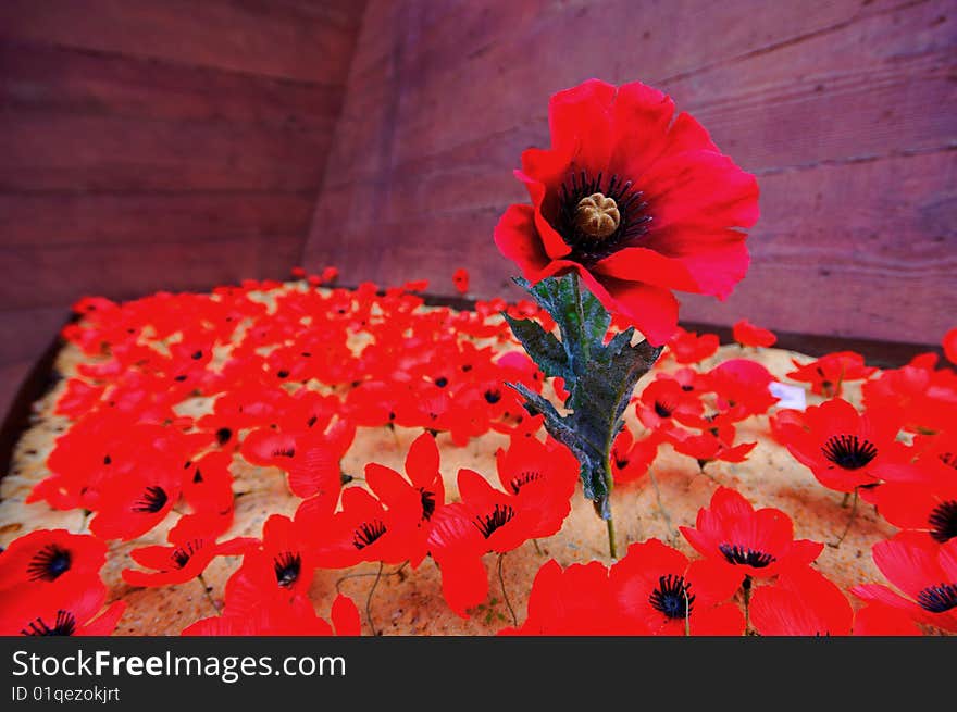 Outstanding red flower