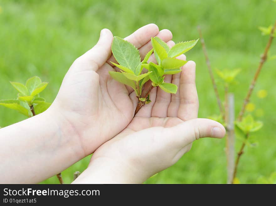 Girls hands protecting the fresh plant. Girls hands protecting the fresh plant