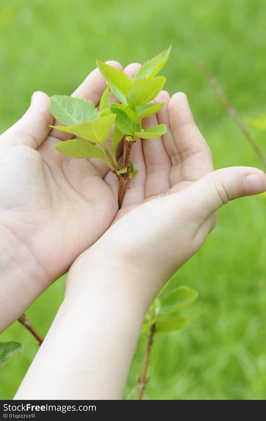 Girls hands protecting the fresh plant. Girls hands protecting the fresh plant