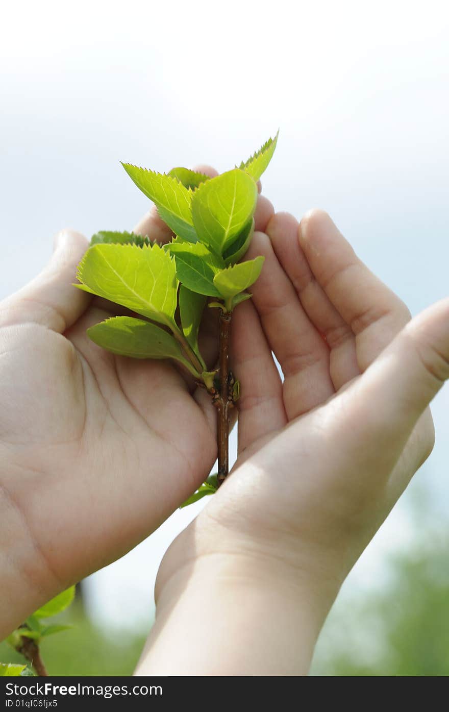 Girls hands protecting the fresh plant. Girls hands protecting the fresh plant