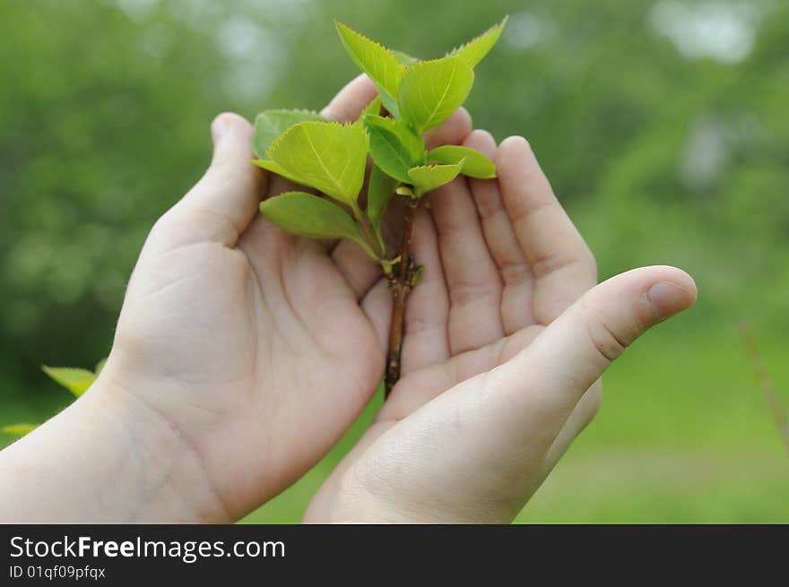 Girls hands protecting the fresh plant. Girls hands protecting the fresh plant