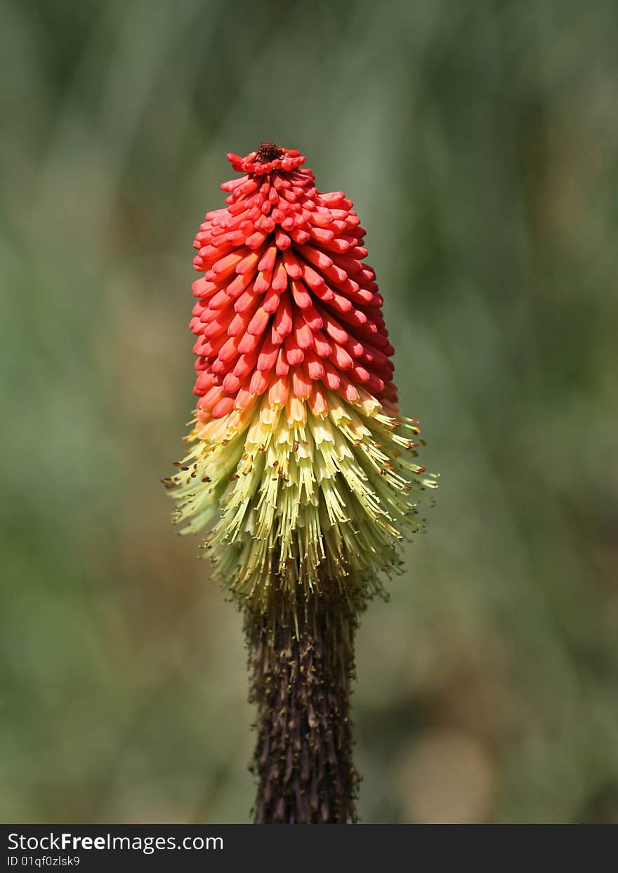 Flower head of the Red Hot Poker plant Kniphofia Uvaria also known as Tritoma or Torch Lily. Flower head of the Red Hot Poker plant Kniphofia Uvaria also known as Tritoma or Torch Lily