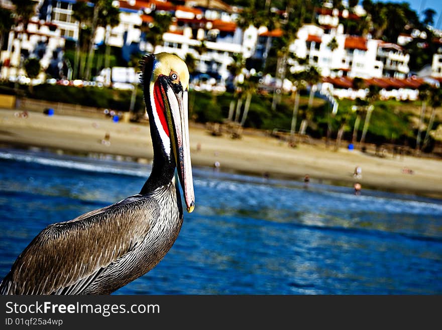 Pelican Fishing