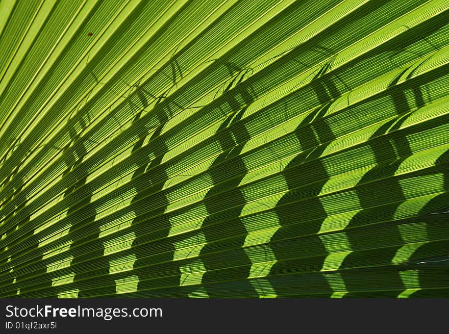 Radiant pattern of green palm leaf