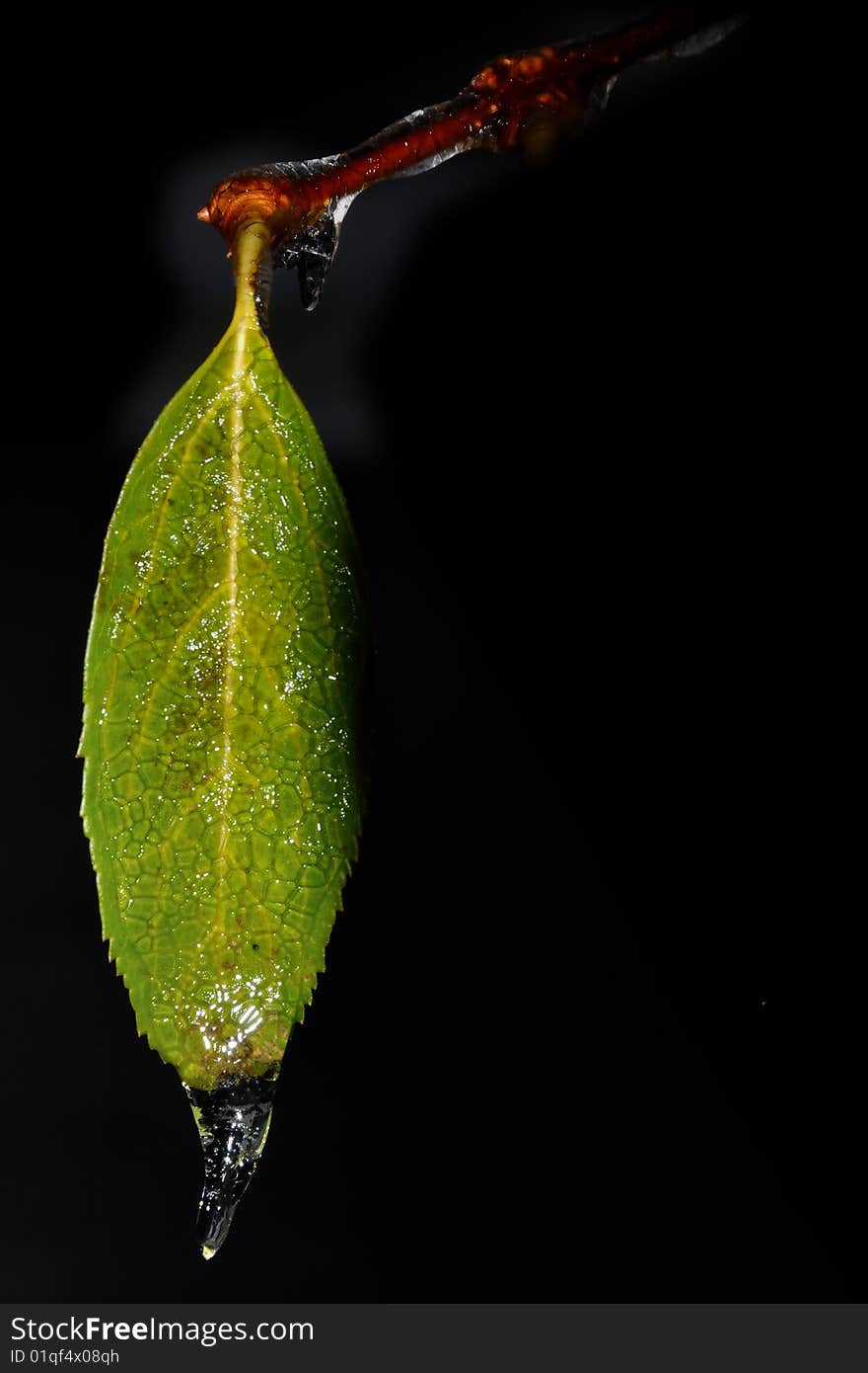 Icy forsythia leaf after freezing rain. Icy forsythia leaf after freezing rain