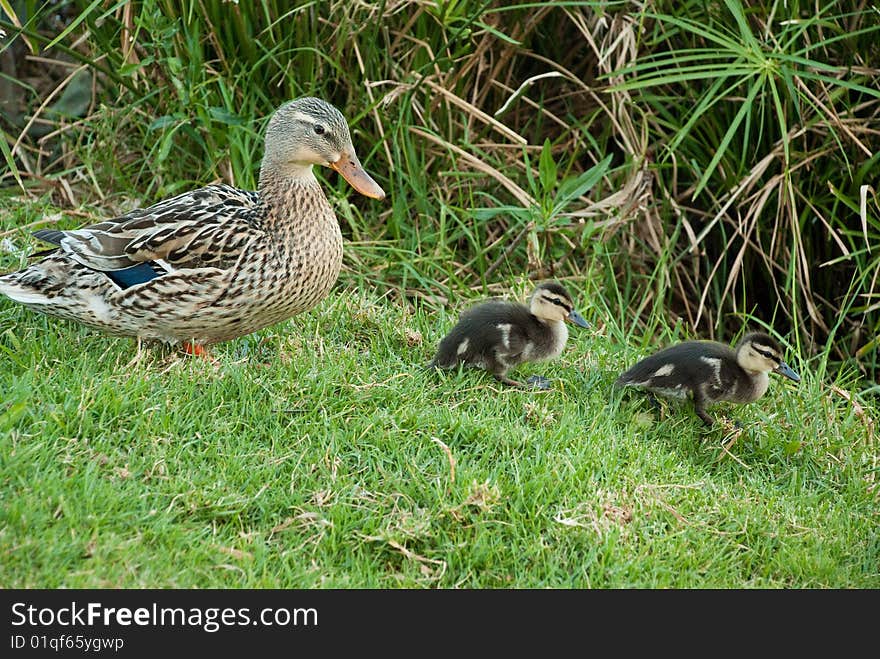 Mother duck with her two baby ducks, watching them as they approach the water line. Mother duck with her two baby ducks, watching them as they approach the water line