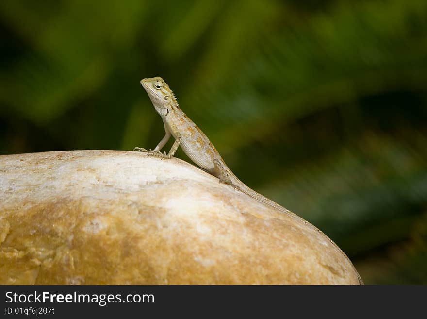 Lizard merged with stone.