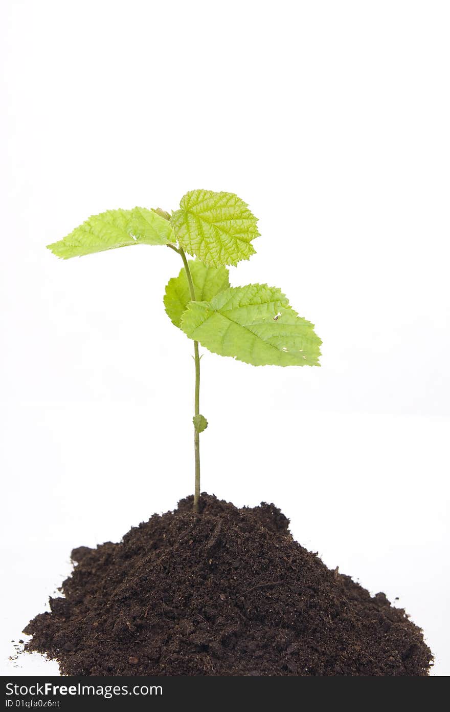 Young tree growing from the ground. Young tree growing from the ground