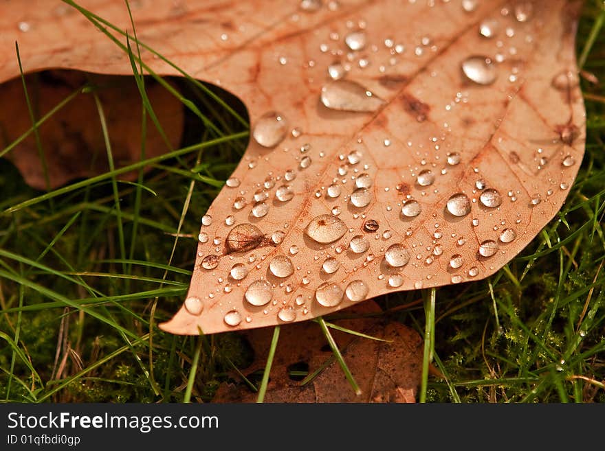 Autumn photo from a park. Autumn photo from a park.