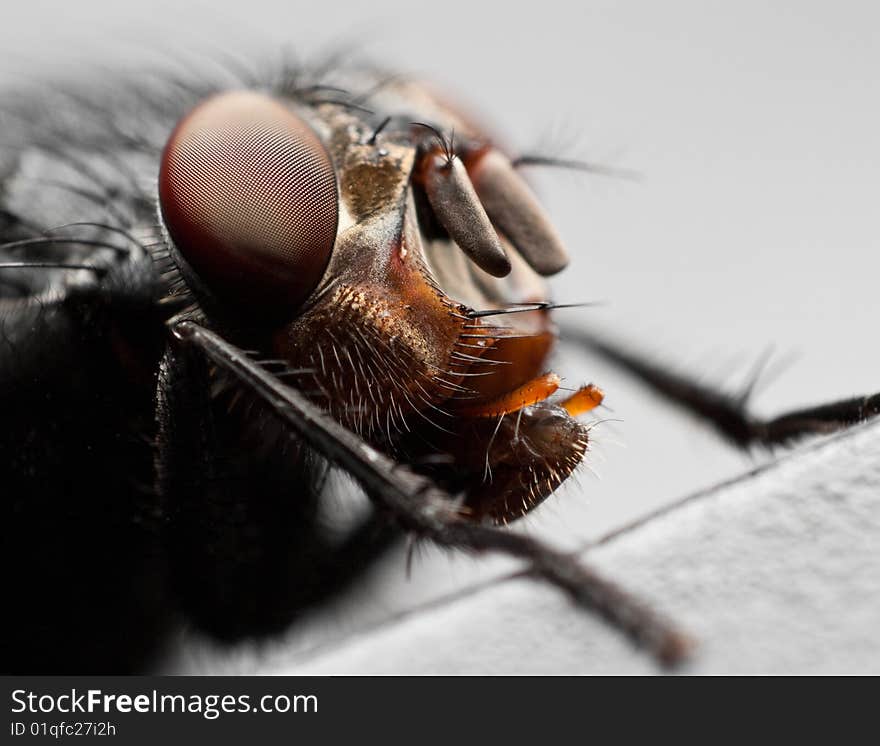 Extreme zoom on a fly head. Extreme zoom on a fly head