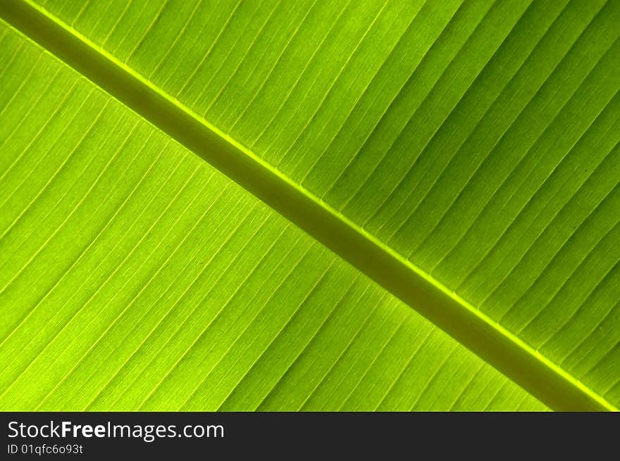 Background of a leaf in the summer sunshine. Background of a leaf in the summer sunshine