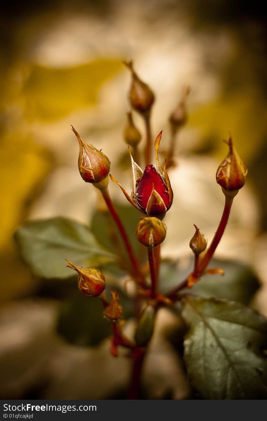 Wild rose with shallow dof