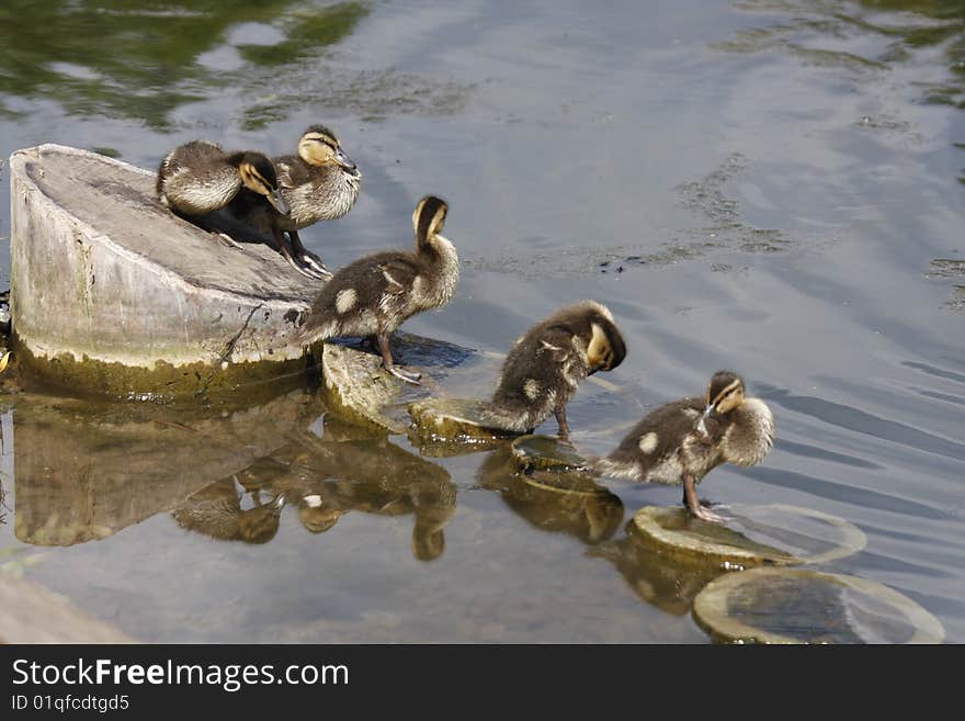 Duck swimming in the pond. Duck swimming in the pond