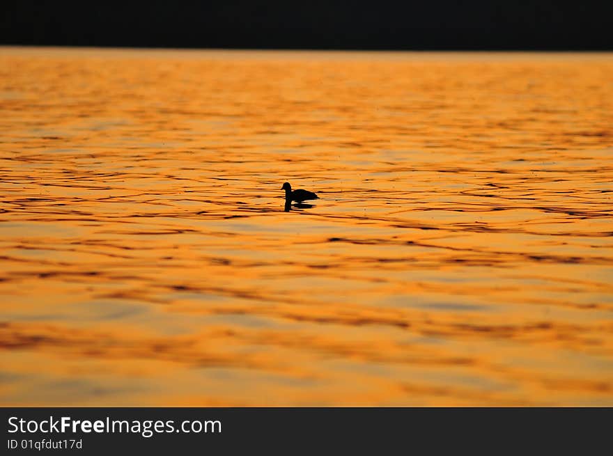 Duck On Lake Constance