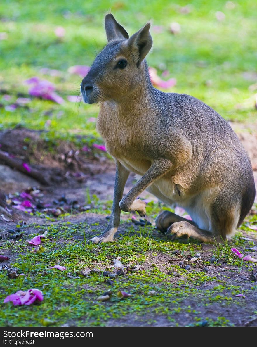 Patagonian Mara