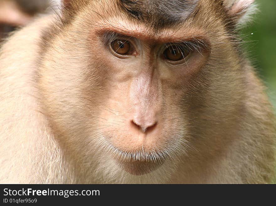 Portret of monkey