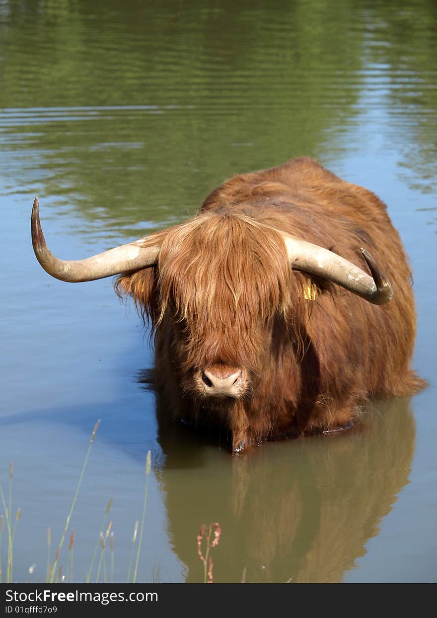 A scottish highlander in the water