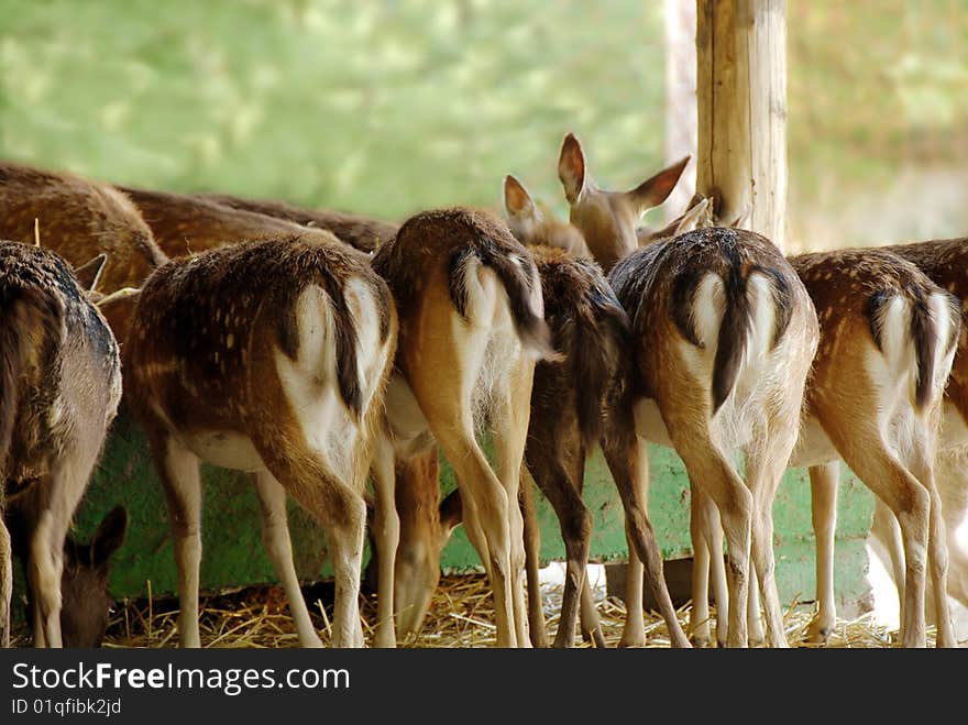 Fallow deer from back side having meal