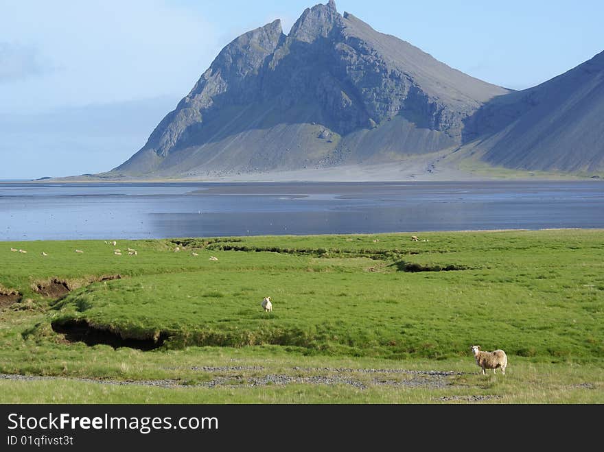 Sheep grazing at Lon lagoon, Iceland. Sheep grazing at Lon lagoon, Iceland.