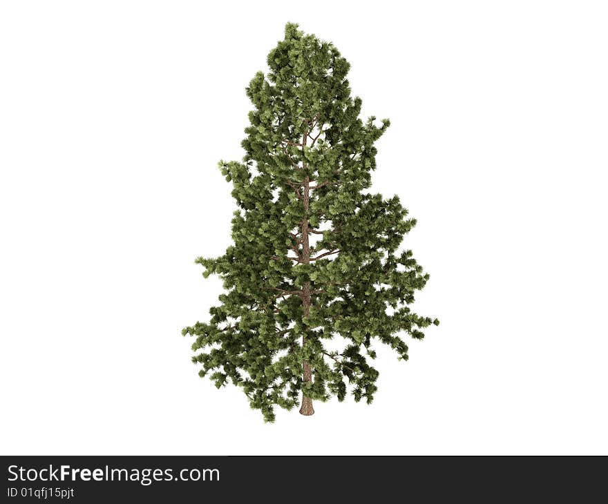 Rendered 3d isolated cork pine (Pinus strobus). Rendered 3d isolated cork pine (Pinus strobus)