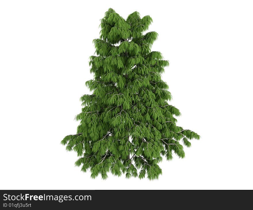 Rendered 3d isolated cedar (Cedrus deodara). Rendered 3d isolated cedar (Cedrus deodara)