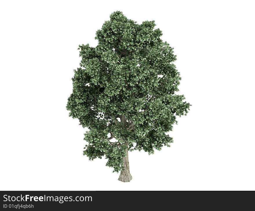 Rendered 3d isolated maple (Acer). Rendered 3d isolated maple (Acer)