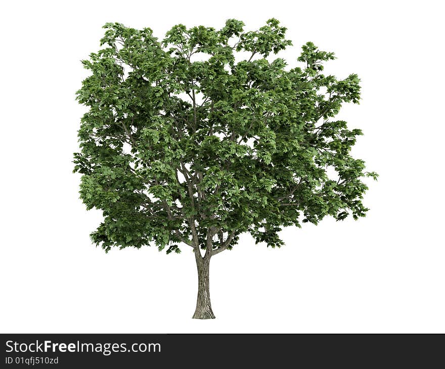 Rendered 3d isolated maple (Acer platanoides). Rendered 3d isolated maple (Acer platanoides)