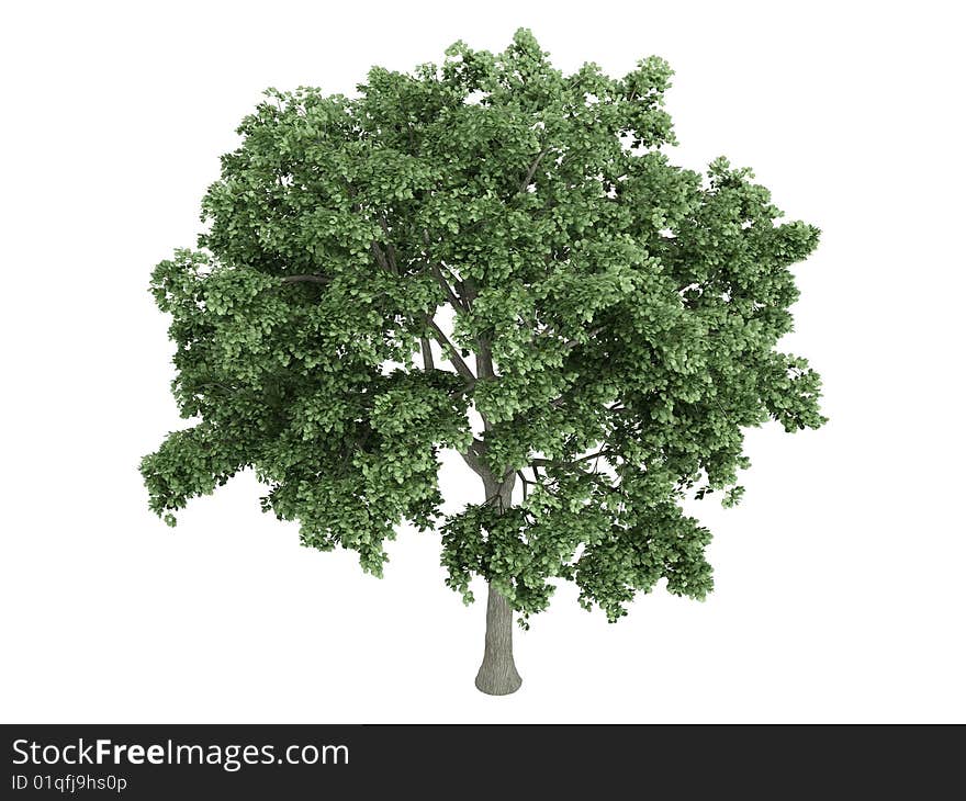 Rendered 3d isolated elm (Ulmus). Rendered 3d isolated elm (Ulmus)