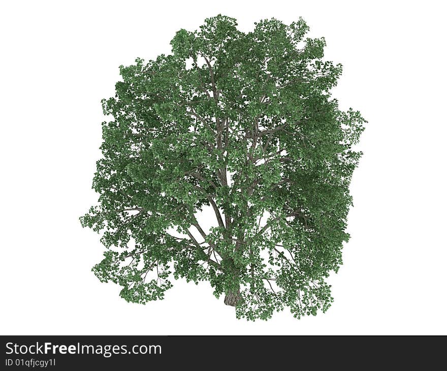 Rendered 3d isolated linden (Tilia). Rendered 3d isolated linden (Tilia)