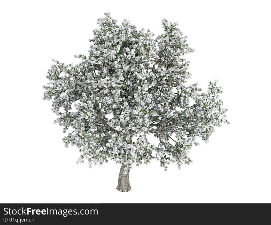 Rendered 3d isolated pear (Pyrus). Rendered 3d isolated pear (Pyrus)