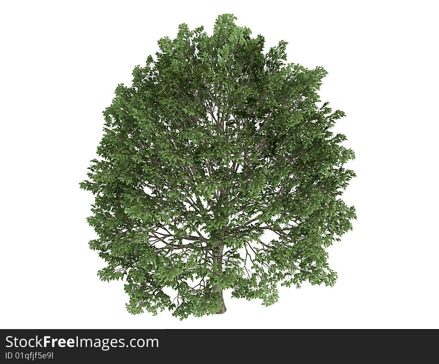 Rendered 3d isolated hornbeam (Carpinus). Rendered 3d isolated hornbeam (Carpinus)