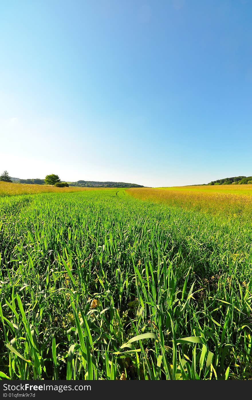 Summer meadow