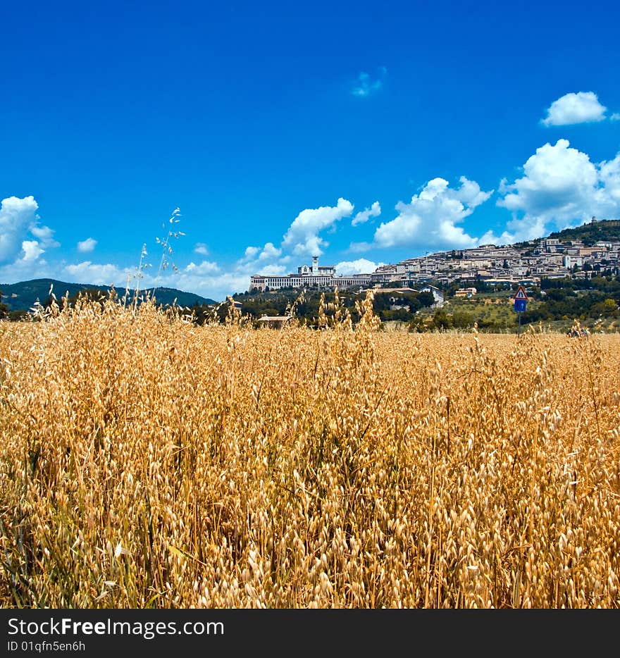 Assisi through the ears of corn