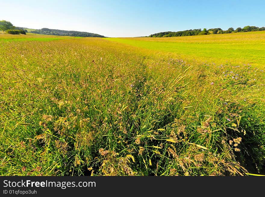 Summer Meadow