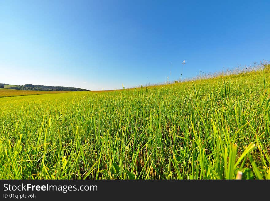 Summer Meadow