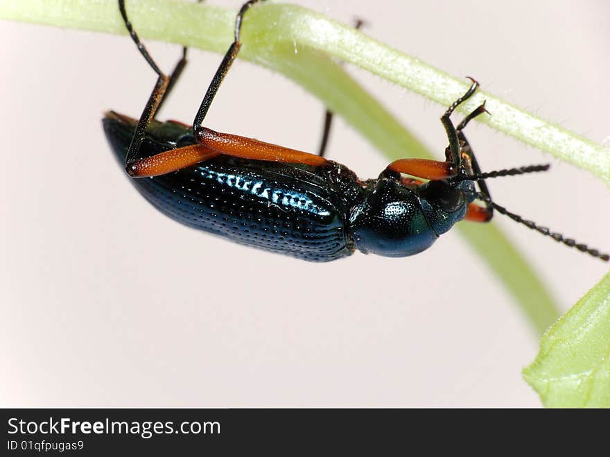 Rare ground beetle (Strongylium scheknlingi )