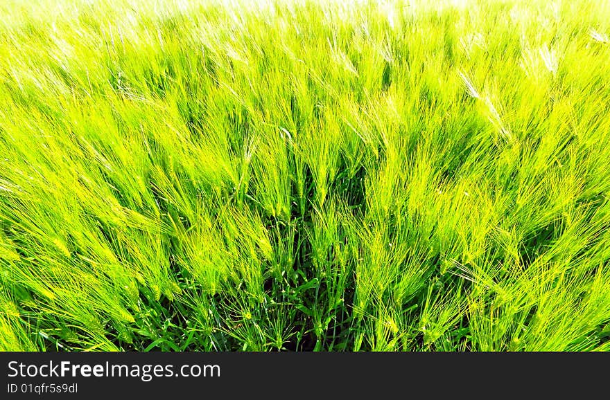 Wheat Field