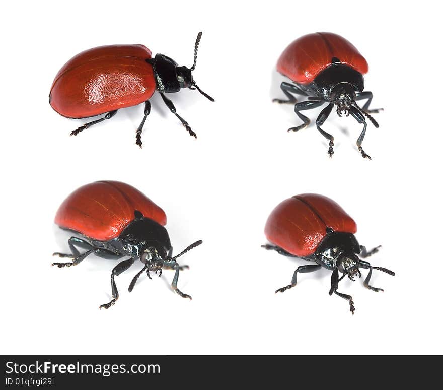 Red poplar leaf beetle (Chrysomela populi) isolated on white background. Red poplar leaf beetle (Chrysomela populi) isolated on white background.