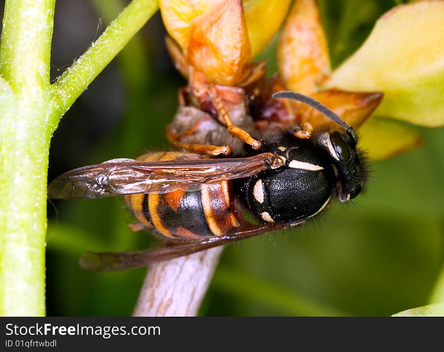 Wasp queen (Vespula rufa) on flower bud. Extreme close-up.