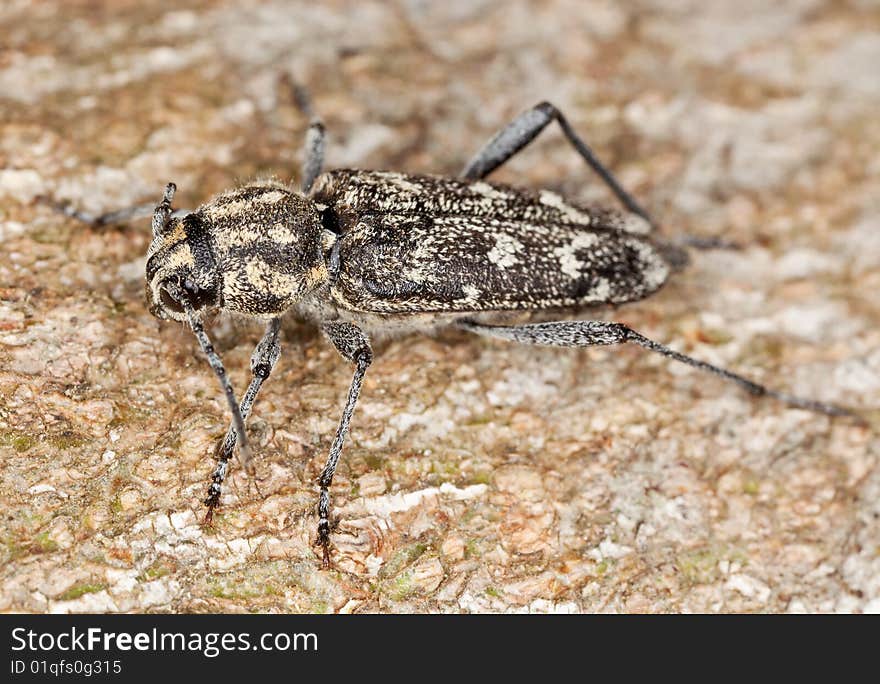 Gray tiger longicorn (Xylotrechus rusticus)