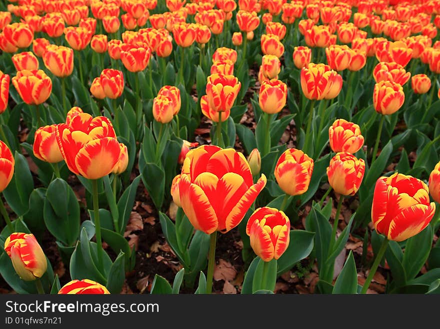 Many red and yellow tulips in a graden