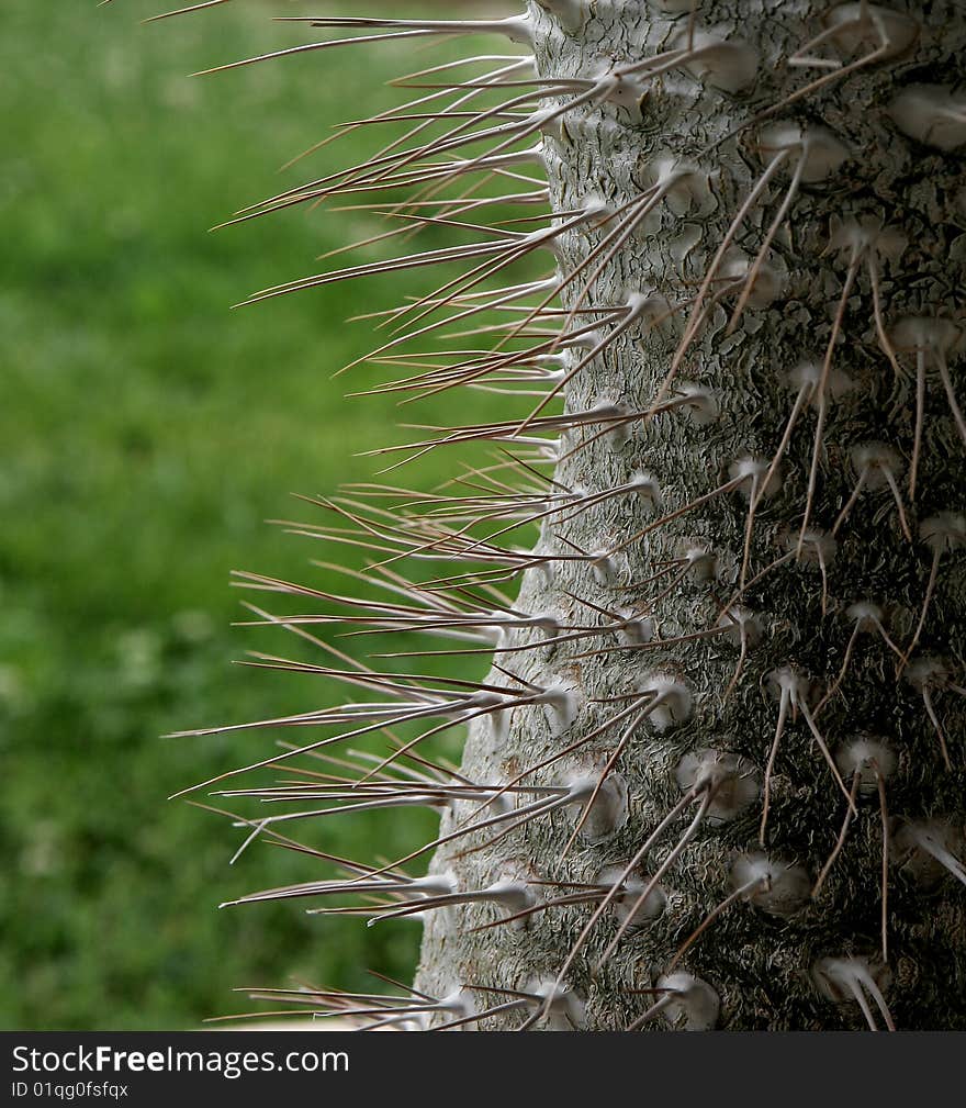 Cactus