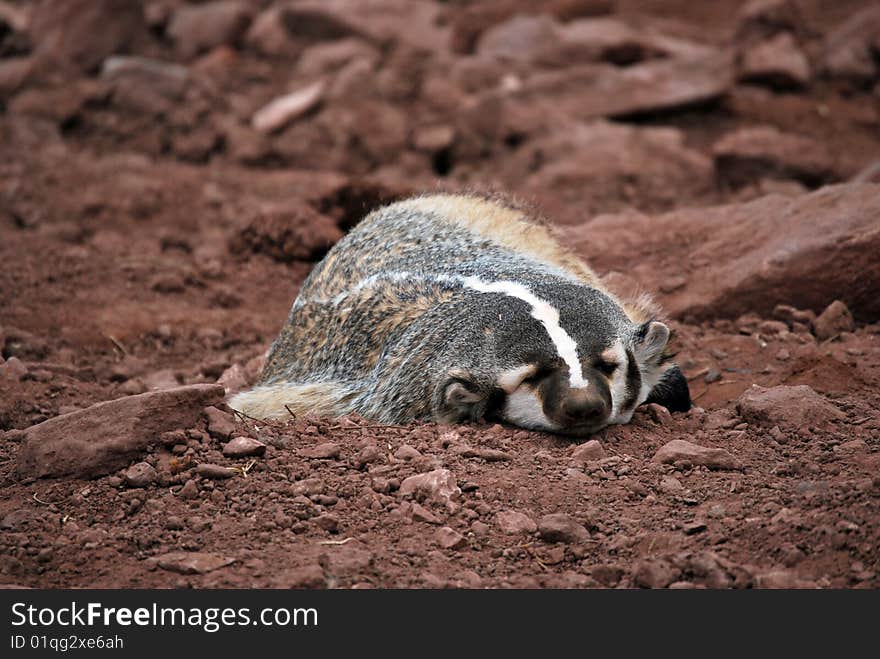 Sleeping badger