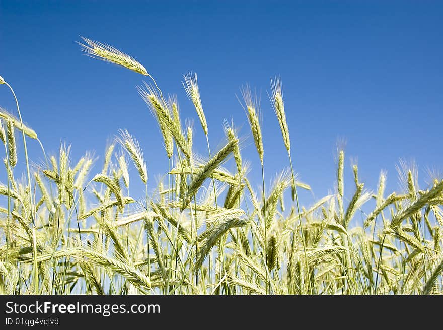 Barley On Blue Sky