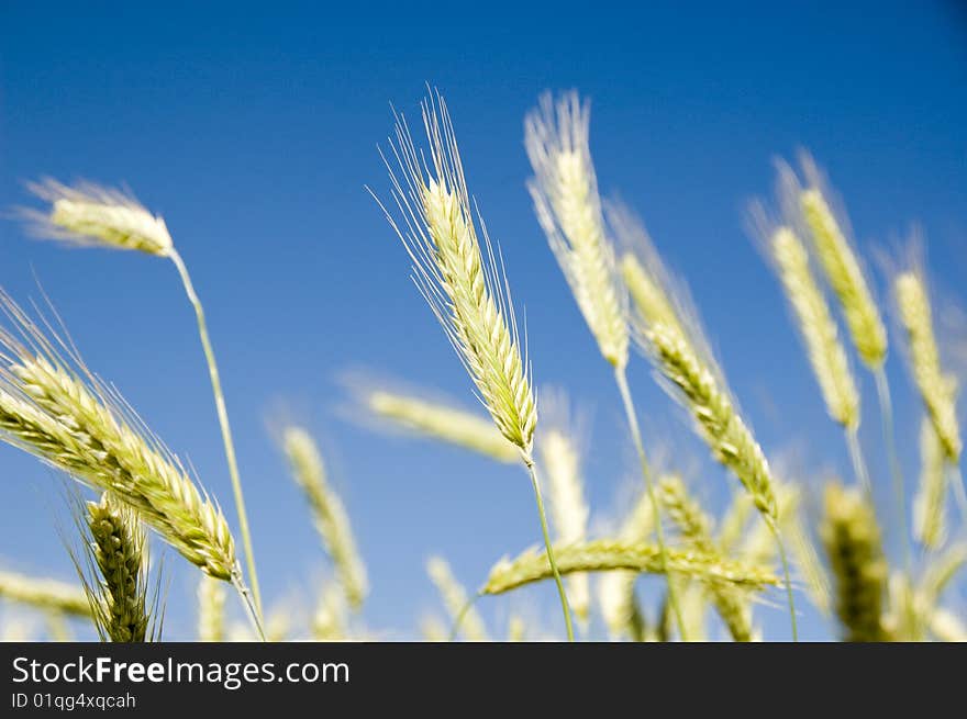 Barley on blue sky