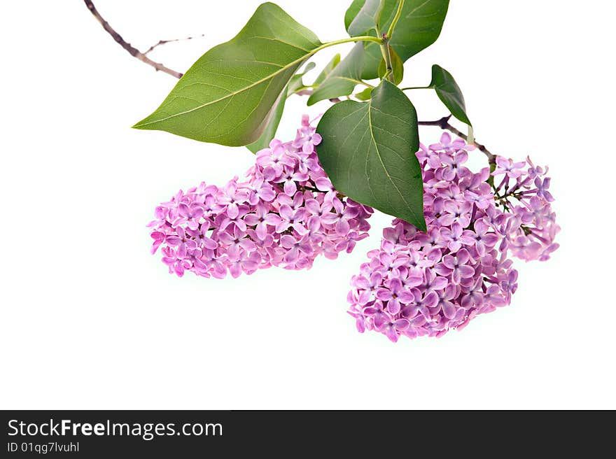 Closeup isolated lilac branch