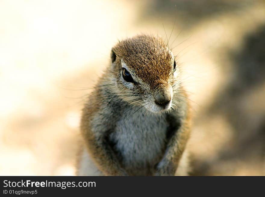 Portrait of a ground squirrel in Etosha National Park Namibia