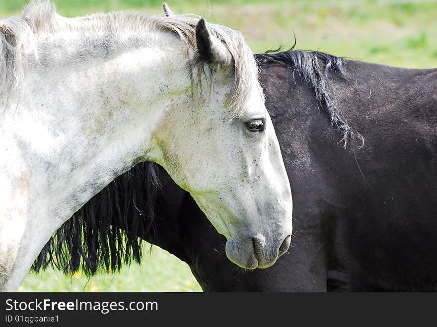 Black and white horse in the meadow