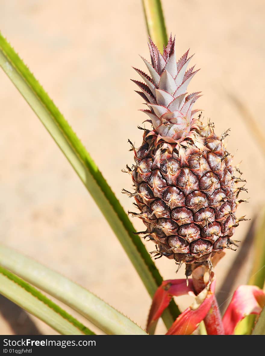 Pineapple on the plant